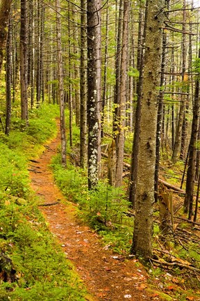 Framed trail around Ammonoosuc Lake, White Mountain National Forest, New Hampshire Print