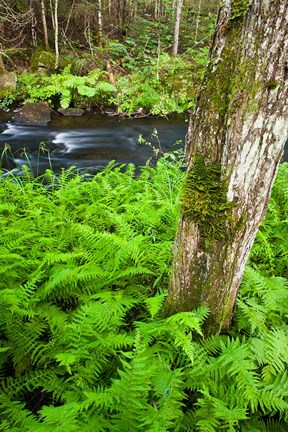 Framed Fern flora, Greenough Brook, New Hampshire Print