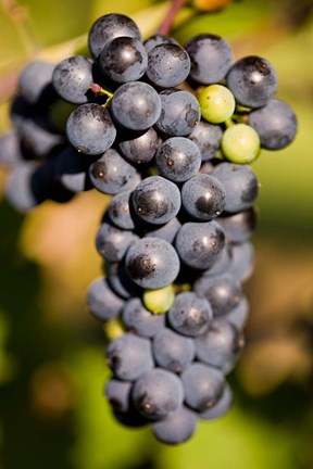 Framed Marechal Foch grapes at the vineyard at Jewell Towne Vineyards, South Hampton, New Hampshire Print