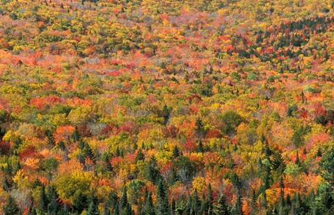 Framed New Hampshire, White Mountains, Autumn Print