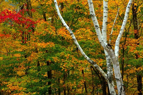 Framed Autumn at Ripley Falls Trail, Crawford Notch SP, New Hampshire Print