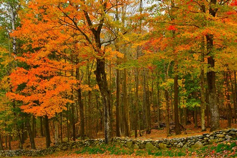 Framed Stone Wall, Sugar Hill, New Hampshire Print