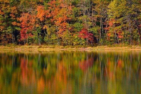 Framed Reflected autumn colors at Echo Lake State Park, New Hampshire Print