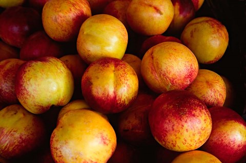 Framed Plums at an Outdoor Market, Nice, France Print