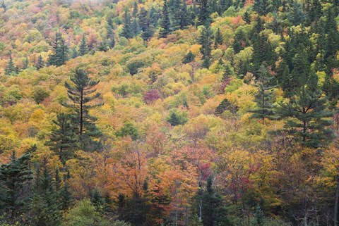 Framed New Hampshire, White Mountains, Crawford Notch, fall foliage by Mount Washington Print