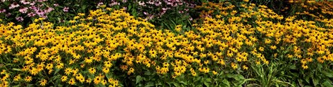 Framed Black-eyed-Susan (Rudbeckia Hirta) in Bloom, Michigan Print