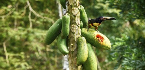 Framed Toucan Bird Feeding on Papaya Tree, Costa Rica Print