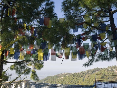 Framed Prayer Flags, Upper Dharamsala, Himachal Pradesh, India Print