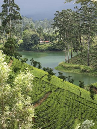 Framed Tea Plantation, Castlereigh Reservoir, Nuwara Eliya, Central Province, Sri Lanka Print