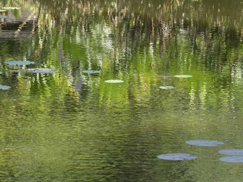 Framed Reflections in Pond at Lunuganga, Bentota, Sri Lanka Print