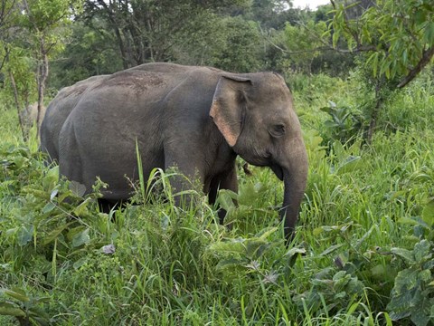 Framed Elephants in Sri Lanka Print