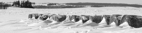 Framed Line of bales drifted with snow in Clayton County, Iowa Print