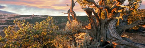 Framed Sunrise Sets a Juniper Aglow, Navajo National Monument, Arizona Print