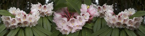 Framed Close-Up of Rhododendron Flowers Print