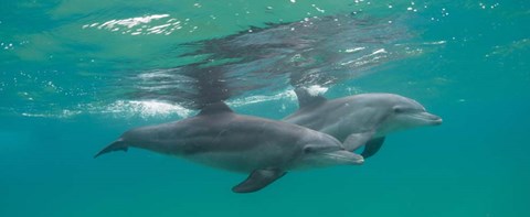 Framed Two Bottle-Nosed Dolphins Swimming in Sea, Sodwana Bay, South Africa Print