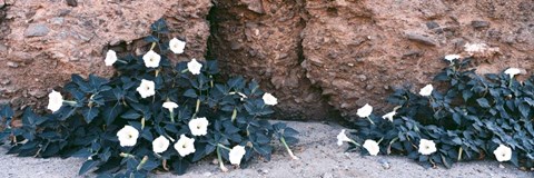 Framed Darura Blooms in Box Canyon, Mecca, California Print