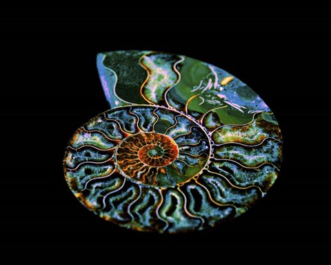 Framed Nautilus I Print