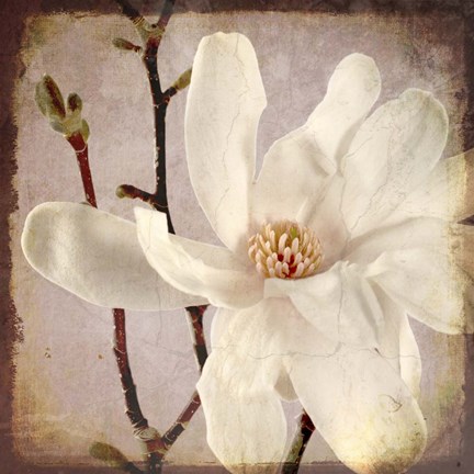Framed Paper Magnolia Closeup Print