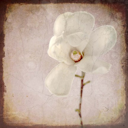 Framed Paper Magnolia Print