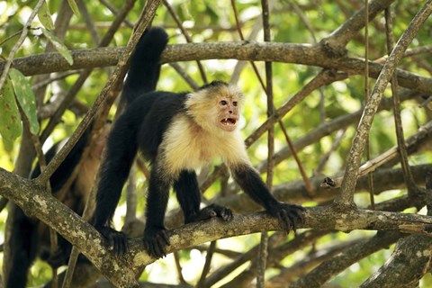 Framed White-faced Capuchin Monkey, Costa Rica Print