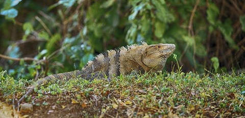 Framed Iguana, Costa Rica Print