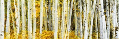 Framed Double Xxposure Aspen Grove, Grand Teton National Park, Wyoming Print