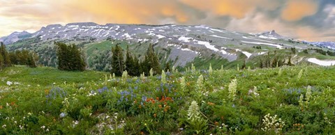 Framed Wildflowers along the Death Canyon Shelf, Grand Teton National Park, Wyoming Print