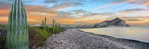 Framed Cardon Cacti on the Coast, Bay of Concepcion, Sea of Cortez, Baja California Sur, Mexico Print