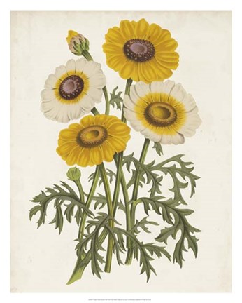 Framed Vintage Garden Beauties III Print
