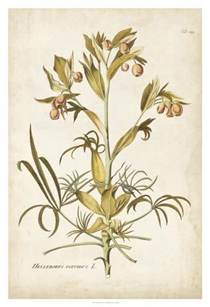 Framed Elegant Botanical II Print