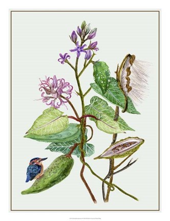 Framed Metaplexis Japonica II Print