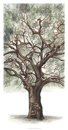 Framed Oak Tree Composition II Print