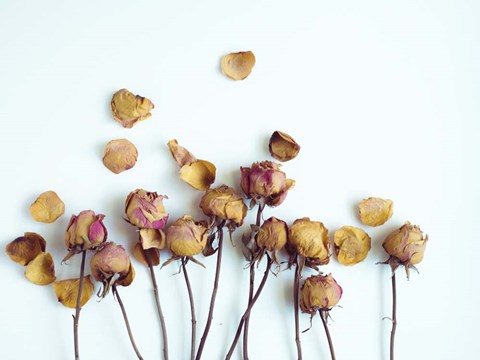 Framed Golden Petals II Print