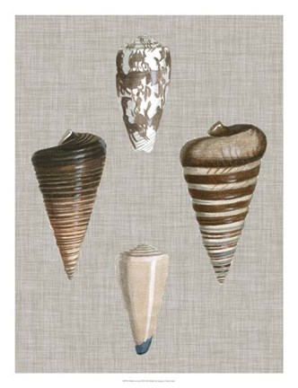 Framed Shells on Linen III Print