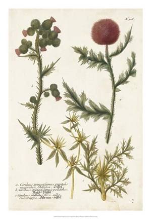 Framed Botanical Varieties II Print