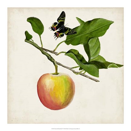 Framed Fruit with Butterflies IV Print