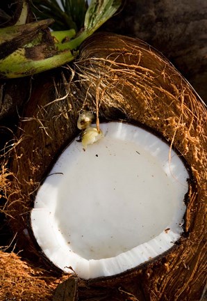 Framed Fiji, Vanua Levu, Savusavu, Split coconut Print