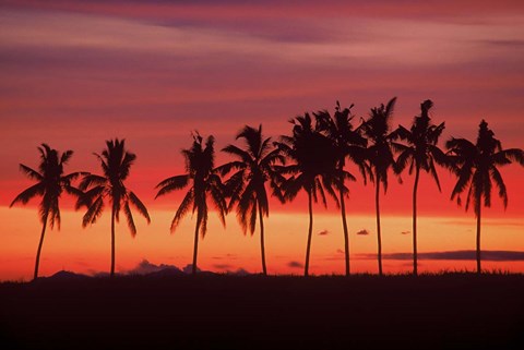 Framed Palm Trees and Sunset, Queens Road, Fiji Print