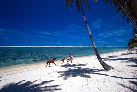 Framed Horses on Beach, Tambua Sands Resort, Coral Coast, Fiji Print