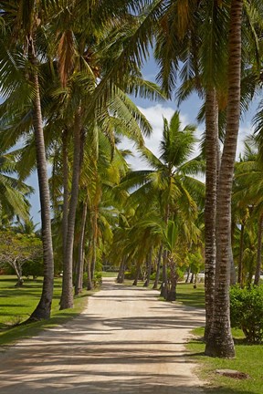 Framed Avenue of Palms, Musket Cove Island Resort, Malolo Lailai Island, Mamanuca Islands, Fiji Print