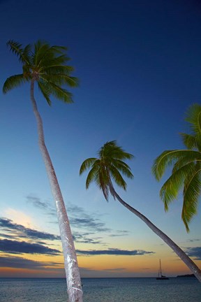 Framed Palm trees at Plantation Island Resort, Fiji Print