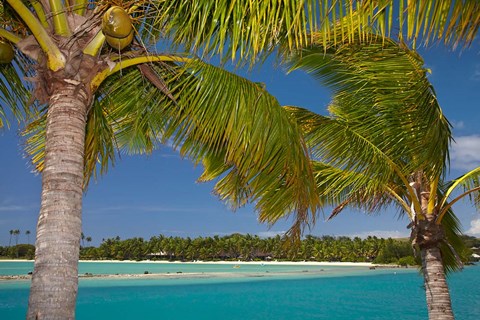 Framed Palm trees and lagoon entrance, Musket Cove Island Resort, Malolo Lailai Island, Mamanuca Islands, Fiji Print