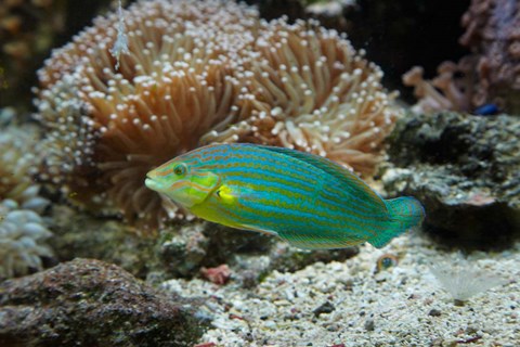 Framed Chainlined wrasse fish, Kula Eco Park, Viti Levu, Fiji Print