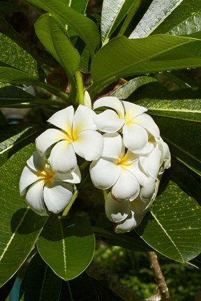 Framed Frangipani flowers (Plumeria), Nadi, Viti Levu, Fiji Print