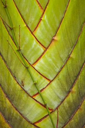 Framed Palm flora, Coral Coast, Viti Levu, Fiji Print