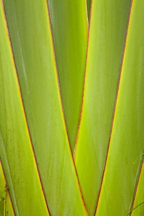 Framed Palm frond pattern, Coral Coast, Viti Levu, Fiji Print