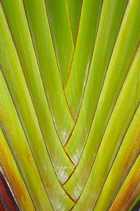 Framed Palm frond pattern, Coral Coast,  Fiji Print
