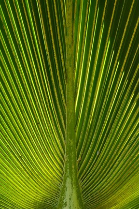 Framed Palm frond, Nadi, Viti Levu, Fiji Print