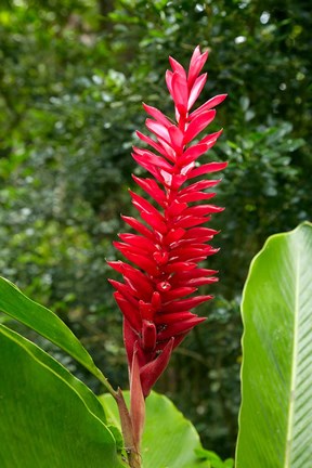 Framed Red Ginger Flower (Alpinia purpurata), Fiji Print