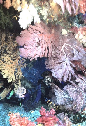 Framed Diver Peers Out From Crevice, Flanked by Brilliant Sea Fans and Soft Corals, Fiji, Oceania Print